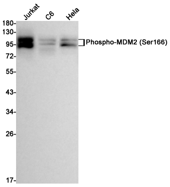 WB - Phospho-MDM2 (Ser166) Rabbit mAb AP74974